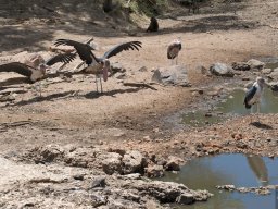 Western_Corridor2009-36